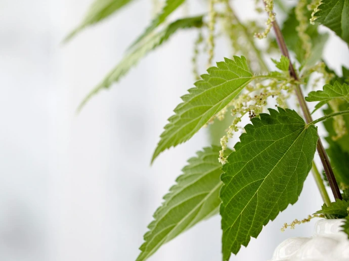 green leaf plant in close up photography